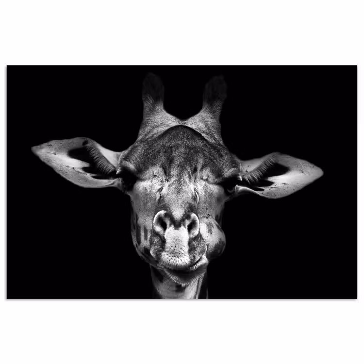 Giraffe - Portret - Dieren - Zwart - Wit poster papier klein -3d