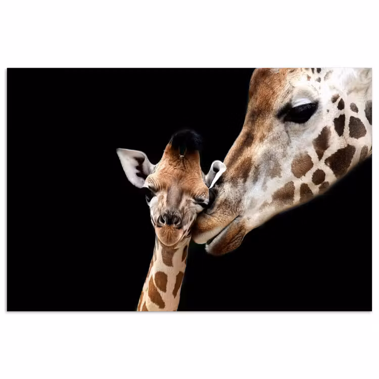 Giraffe - Dieren - Zwart - Portret - Dieren poster papier klein -3d