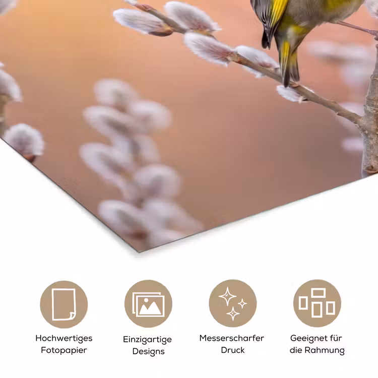 Groenling - Katjes - Lente - Natuur - Zacht poster papier klein -tcloseup_DE