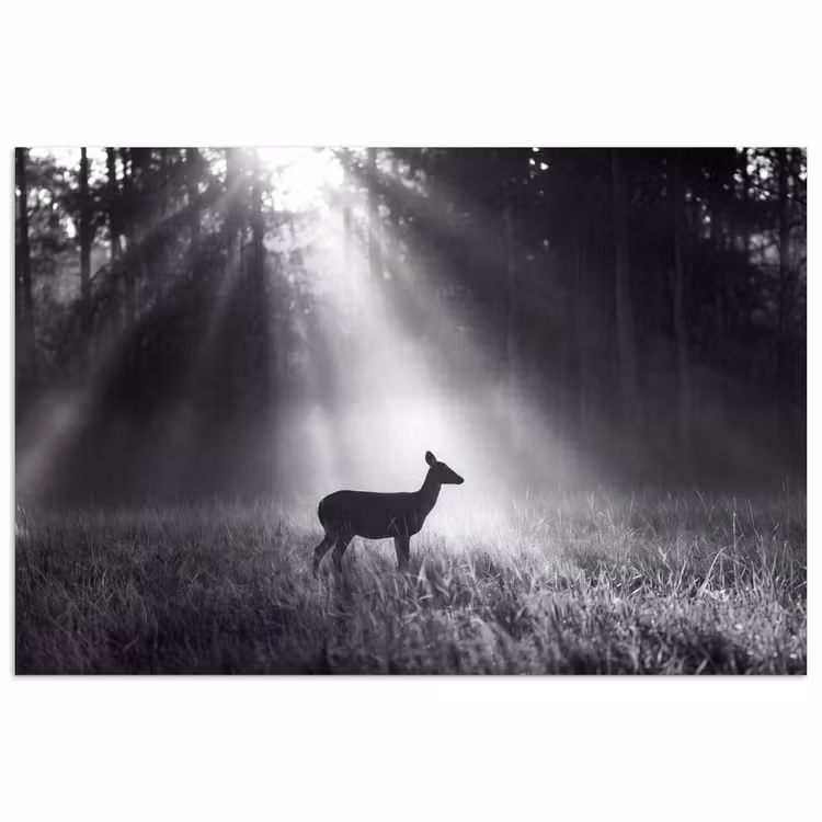 Hert - Bos - Zonnestralen - Zwart-wit - Natuur poster papier klein -3d