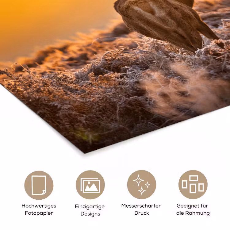Hert - Dieren - Zonsondergang - Winter - Heide - Natuur poster papier klein -tcloseup_DE