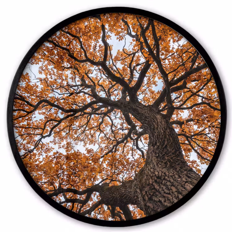 Boom - Bladerdak - Herfst - Oranje - Sfeervol Fotolijst rond zonder passe partout klein -3d