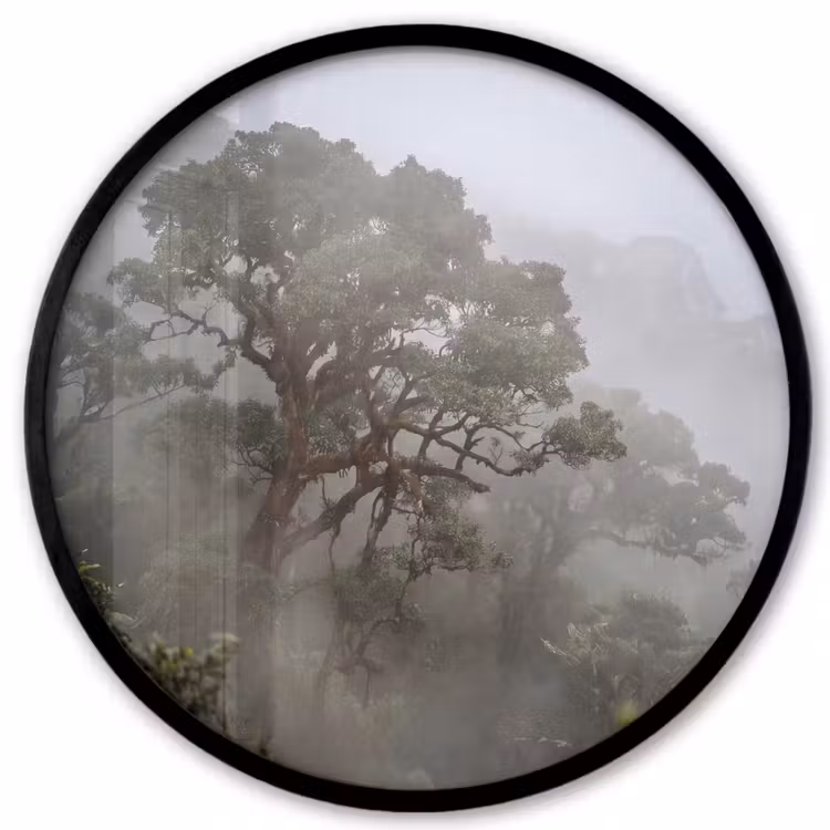Boom - Mistig - Bos - Groen - Natuur Fotolijst rond zonder passe partout klein -3d