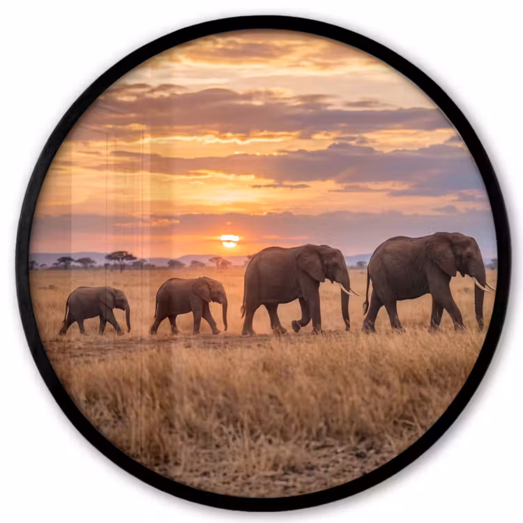 Olifanten - Savanne - Zonsondergang - Afrika - Warm Fotolijst rond zonder passe partout klein -3d