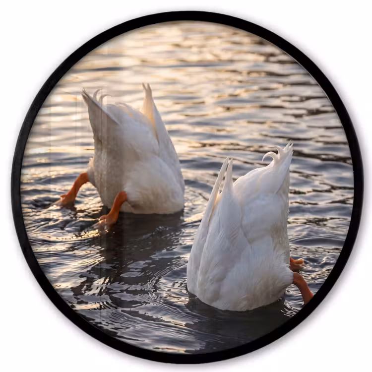 Eenden - Water - Natuur Fotolijst rond zonder passe partout klein -3d