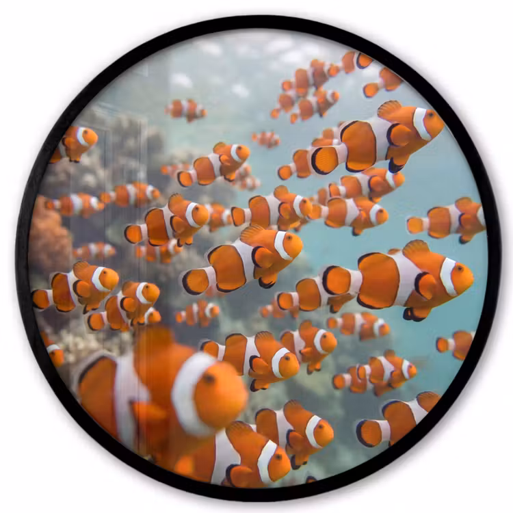 Vis - School - Onderwater - Dieren - Oranje Fotolijst rond zonder passe partout klein -3d