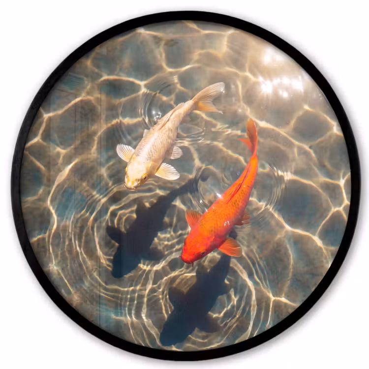 Vis - Water - Dieren - Oranje - Goud Fotolijst rond zonder passe partout klein -3d