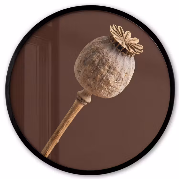 Papaverbol - Droogbloem - Bruin - Minimalistisch Fotolijst rond zonder passe partout klein -3d
