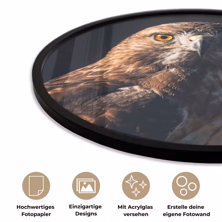 Roofvogel - Buizerd - Bruin Fotolijst rond zonder passe partout klein -closeup_DE