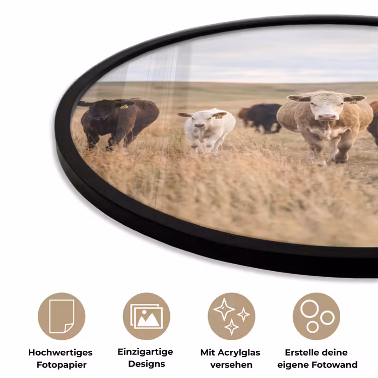 Runderen - Kudde - Landschap - Weide - Rustig Fotolijst rond zonder passe partout klein -closeup_DE