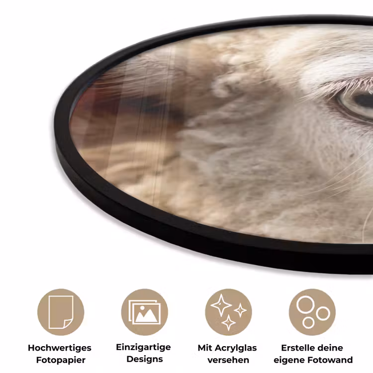 Schaap - Oog - Wit Fotolijst rond zonder passe partout klein -closeup_DE