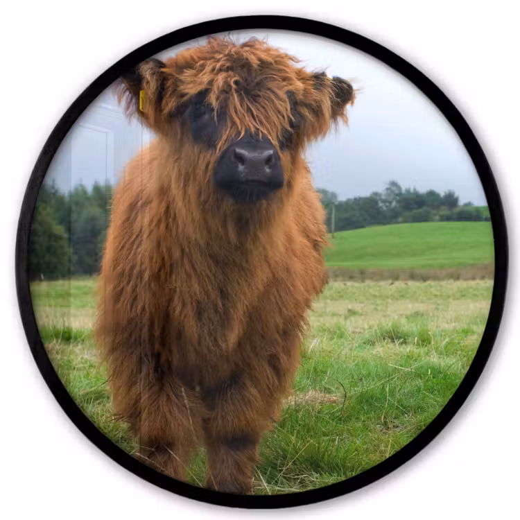 Schotse hooglander - Koeien - Natuur - Groen - Gras Fotolijst rond zonder passe partout klein -3d