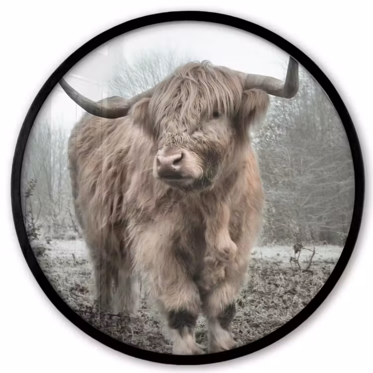Schotse hooglander - Natuur - Herfst - Dieren - Wild - Bos Fotolijst rond zonder passe partout klein -3d