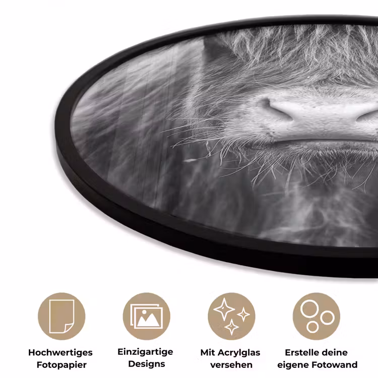 Schotse hooglander - Koe - Zwart - Wit - Dieren Fotolijst rond zonder passe partout klein -closeup_DE