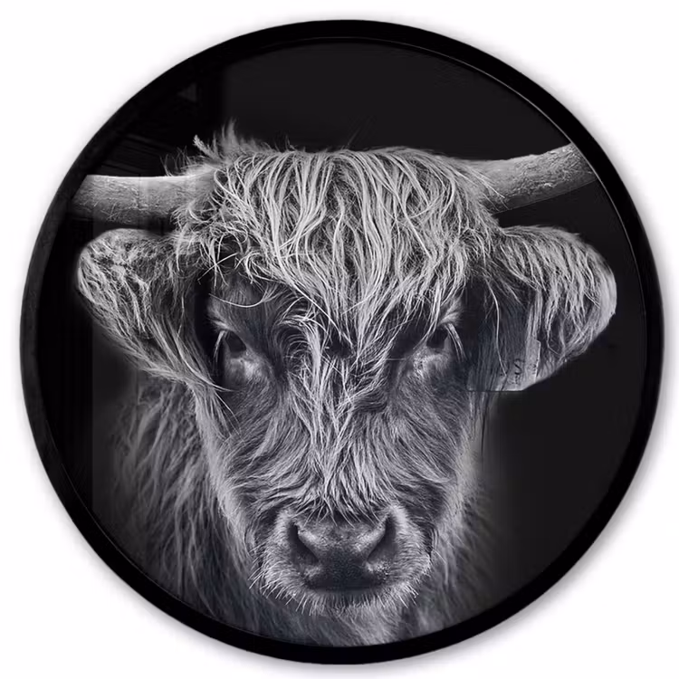 Schotse hooglander - Zwart - Koe - Dieren Fotolijst rond zonder passe partout klein -3d
