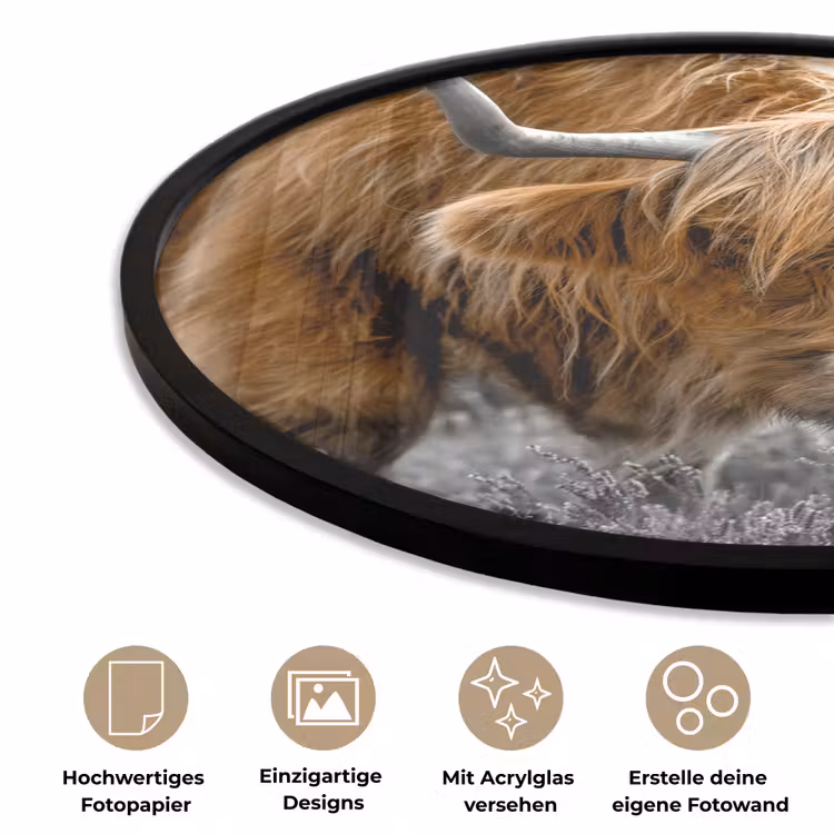 Schotse Hooglander - Dieren - Bruin - Koe - Zwart - Wit - Natuur Fotolijst rond zonder passe partout klein -closeup_DE
