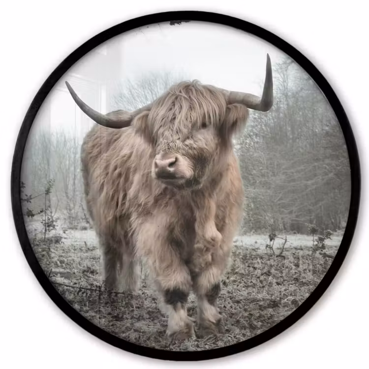 Schotse Hooglander - Bos - Mist - Koe - Dieren - Natuur Fotolijst rond zonder passe partout klein -3d