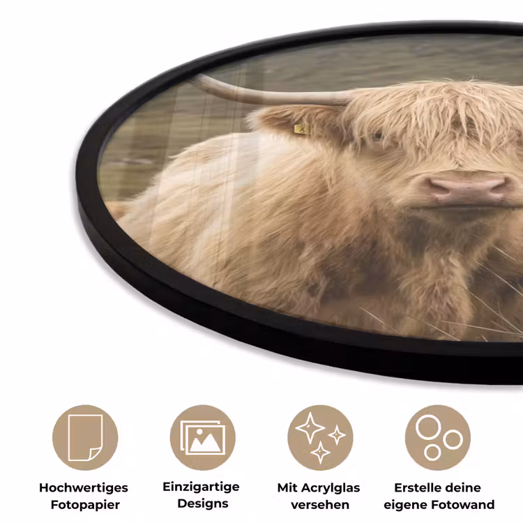 Schotse hooglander - Bergen - Grasveld Fotolijst rond zonder passe partout klein -closeup_DE