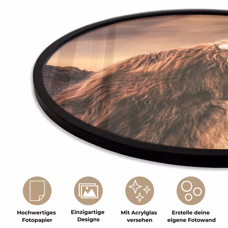 Schotse hooglander - Zon - Horizon - Koe - Dieren Fotolijst rond zonder passe partout klein -closeup_DE