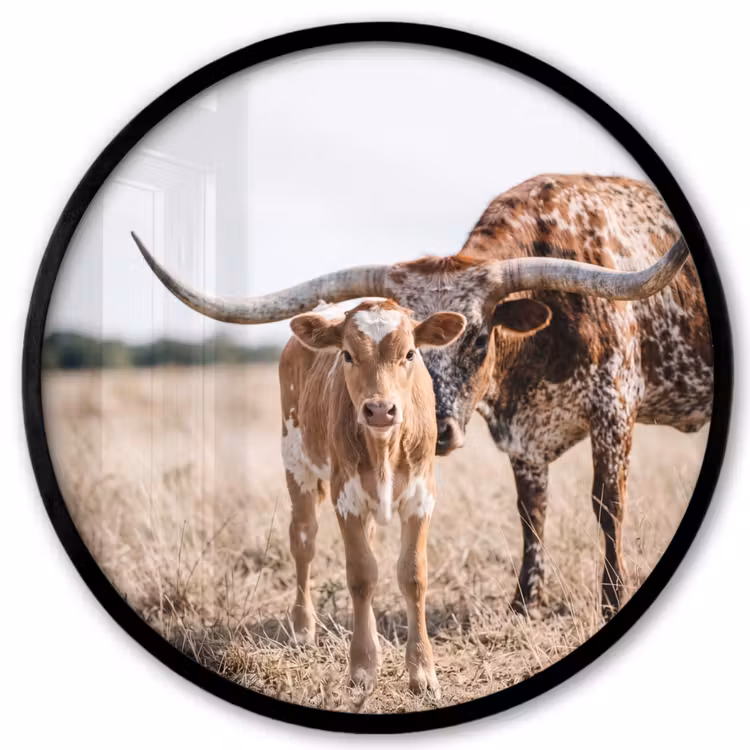 Texas Longhorn - Kalf - Weide - Dieren Fotolijst rond zonder passe partout klein -3d