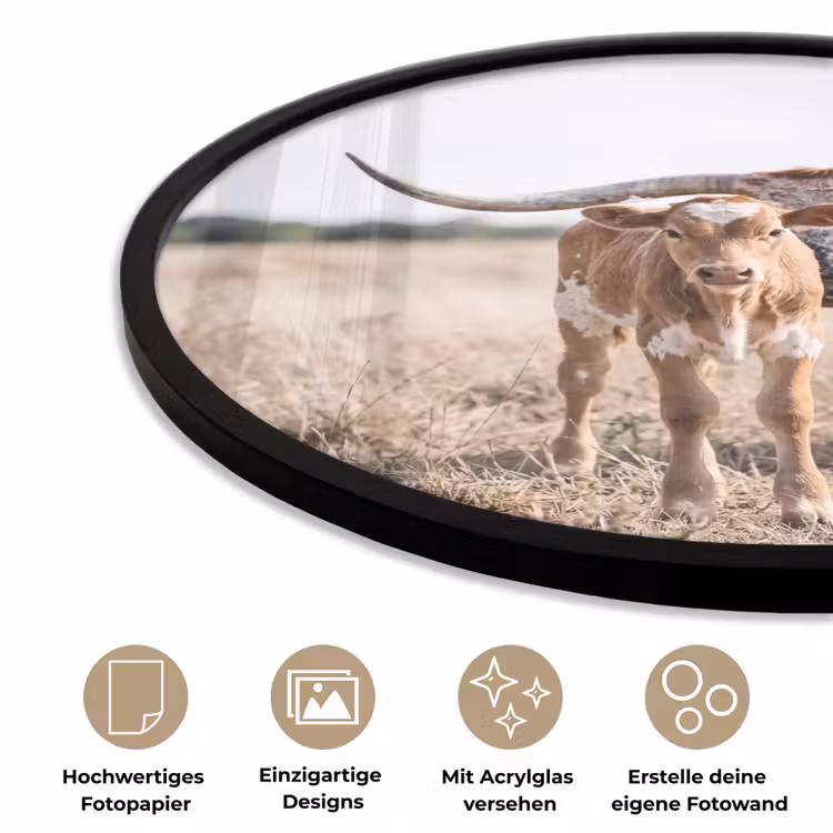 Texas Longhorn - Kalf - Weide - Dieren Fotolijst rond zonder passe partout klein -closeup_DE