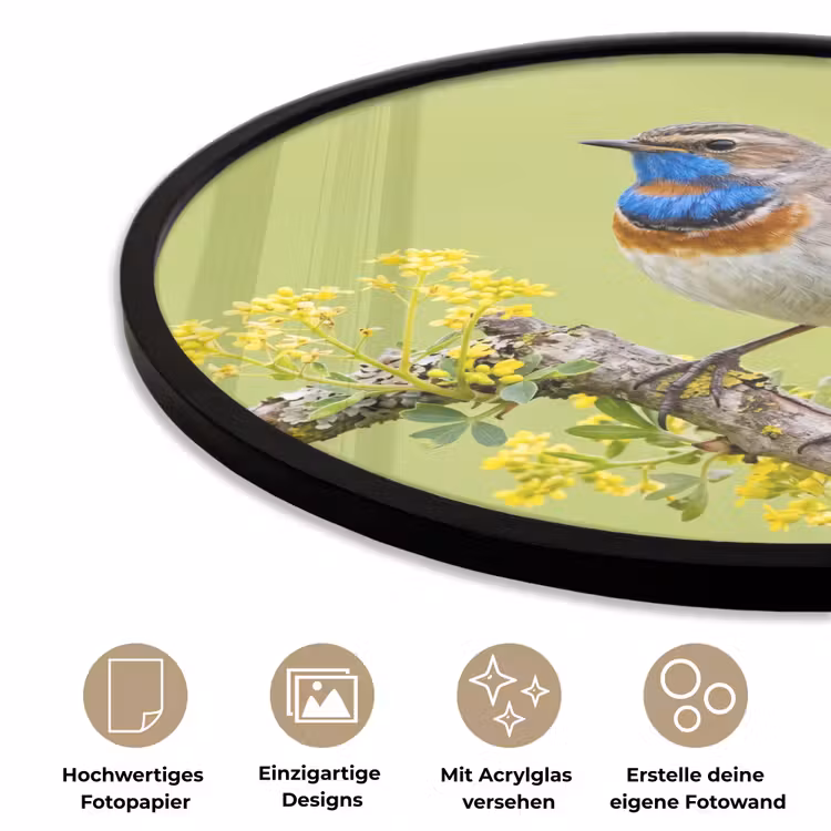 Vogel - Tak - Natuur - Kleurrijk Fotolijst rond zonder passe partout klein -closeup_DE
