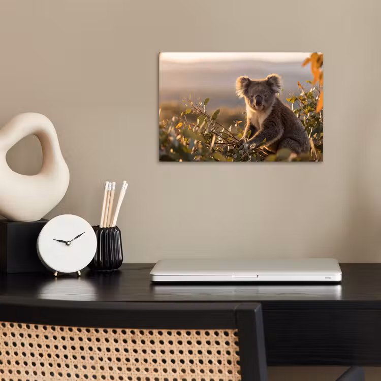 Koala - Bladeren - Ochtendlicht poster papier klein -sfeer1