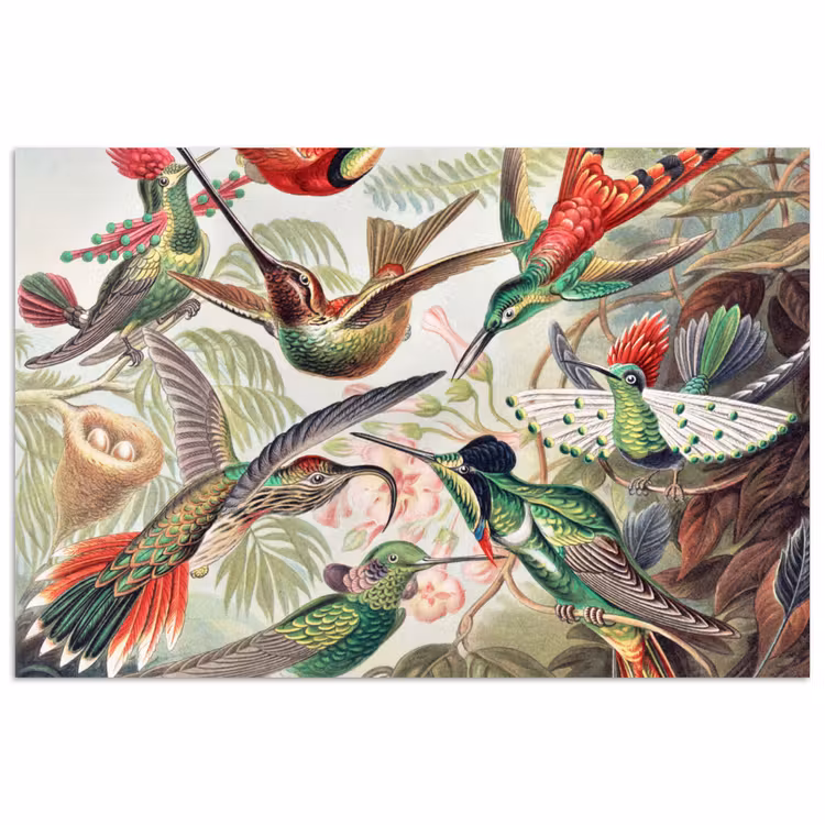 Kolibrie - Vintage - Ernst Haeckel - Vogel - Kunst - Natuur poster papier klein -3d