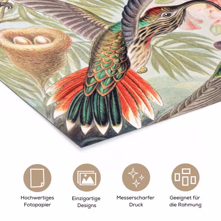 Kolibrie - Vintage - Ernst Haeckel - Vogel - Kunst - Natuur poster papier klein -tcloseup_DE