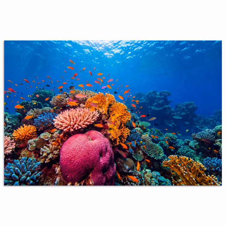 Koraal - Vissen - Oceaan - Natuur - Kleurrijk poster papier klein -3d