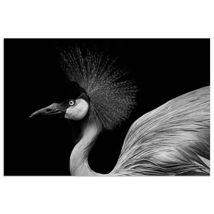 Kraanvogel - Zwart - Wit - Vogel - Dieren poster papier klein -3d