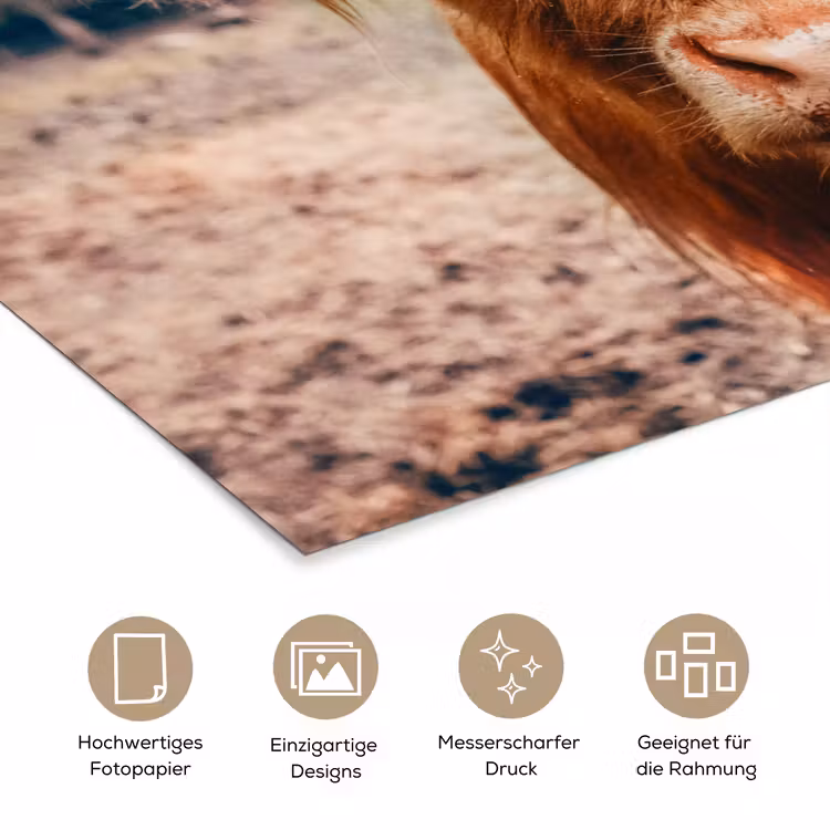 Koe- Schotse hooglander - Hoorns - Bruin - Landschap poster papier klein -tcloseup_DE