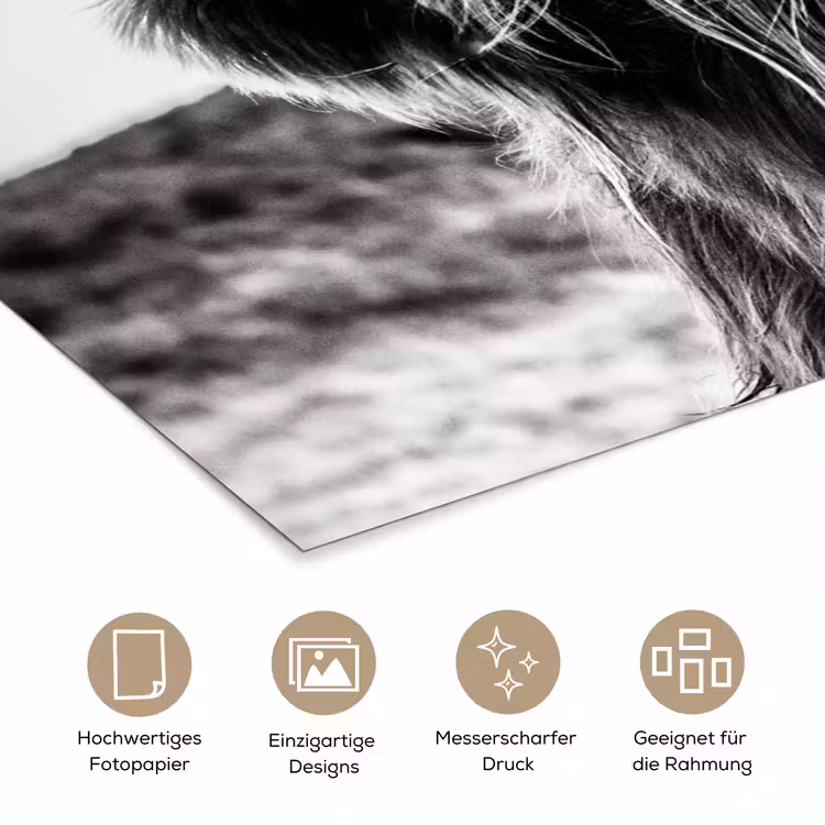 Koe - Schotse hooglander - Zwart - Wit - Dier - Natuur - Wild poster papier klein -tcloseup_DE