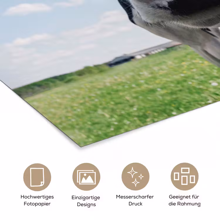Koe - Weiland - Natuur - Dieren - Gras poster papier klein -tcloseup_DE
