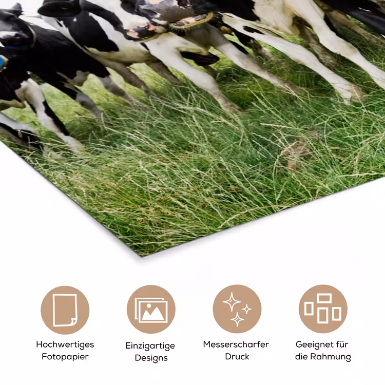 Koeien - Gras - Lente - Dieren - Weiland - Boerderij poster papier klein -tcloseup_DE