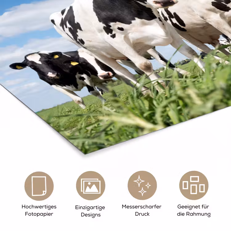 Koeien - Platteland - Weiland - Natuur - Dieren poster papier klein -tcloseup_DE