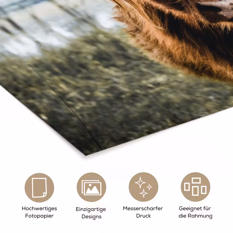 Koeien - Schotse hooglander - Bruin - Natuur poster papier klein -tcloseup_DE