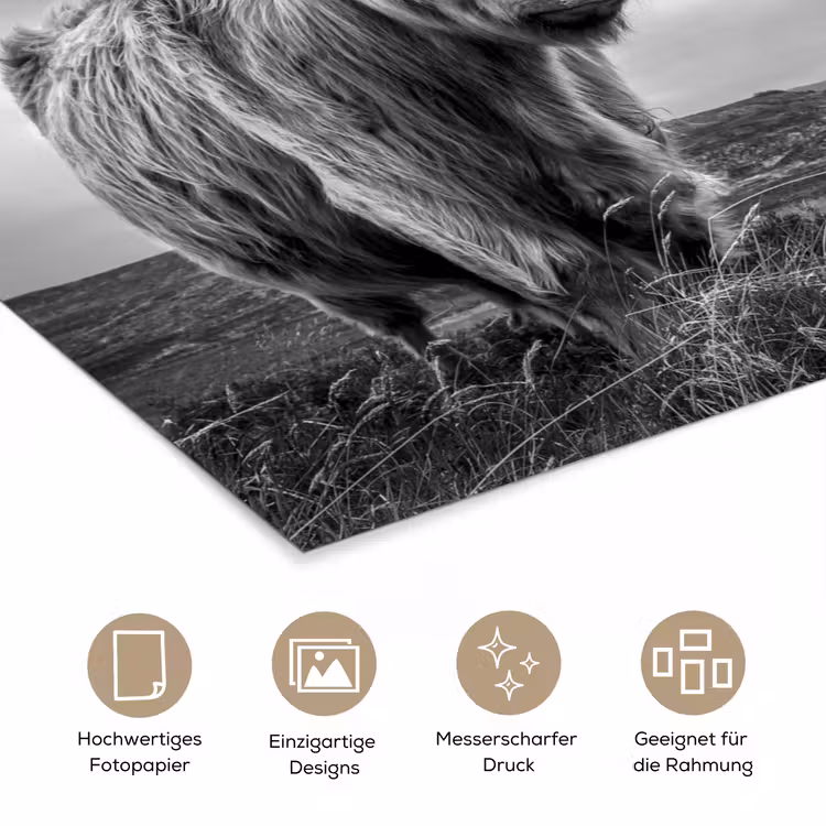 Koeien - Schotse hooglander - Natuur - Dieren - Zwart wit poster papier klein -tcloseup_DE