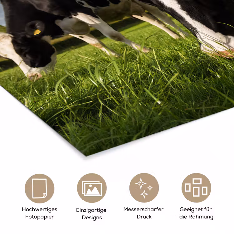Koeien - Dieren - Gras - Weiland - Boerderij poster papier klein -tcloseup_DE