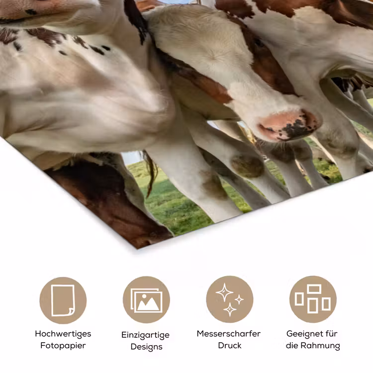 Koeien - Dieren - Weiland - Natuur poster papier klein -tcloseup_DE
