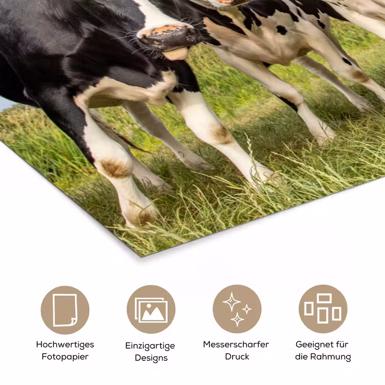 Koeien - Weiland - Dieren - Natuur - Gras poster papier klein -tcloseup_DE