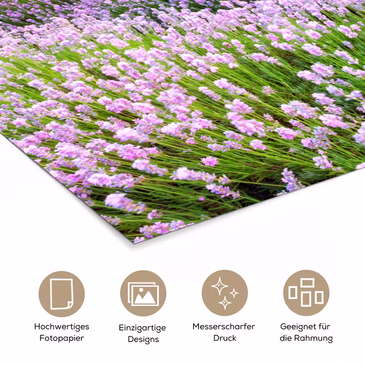 Lavendel - Bloemen - Zonsondergang - Paars - Weide poster papier klein -tcloseup_DE