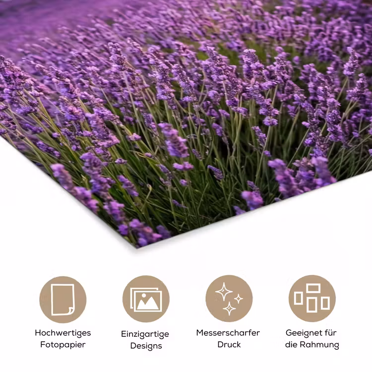 Lavendel - Veld - Natuur - Paars poster papier klein -tcloseup_DE