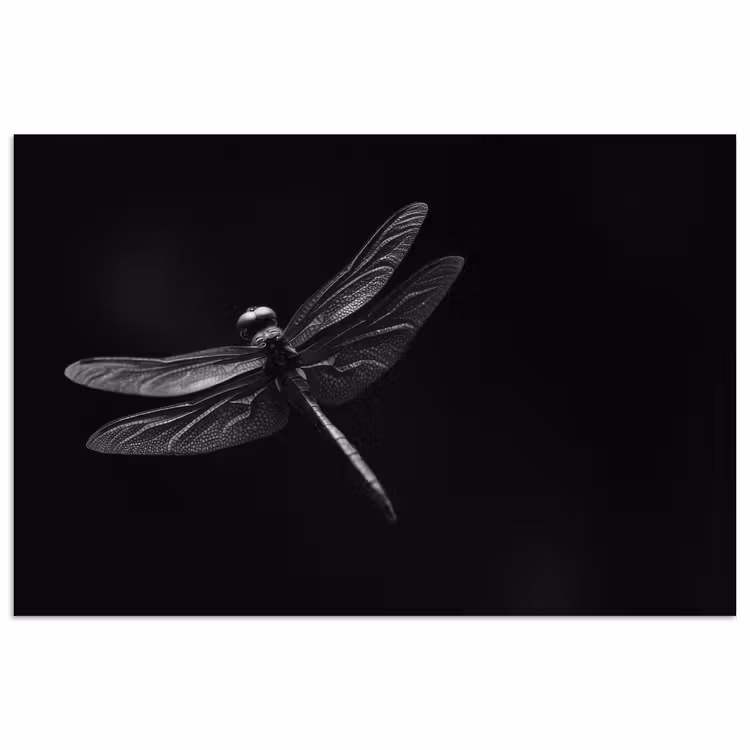 Libelle - Dieren - Zwart - Insect poster papier klein -3d