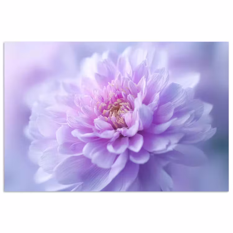 Paars - Dahlia - Dromerig poster papier klein -3d