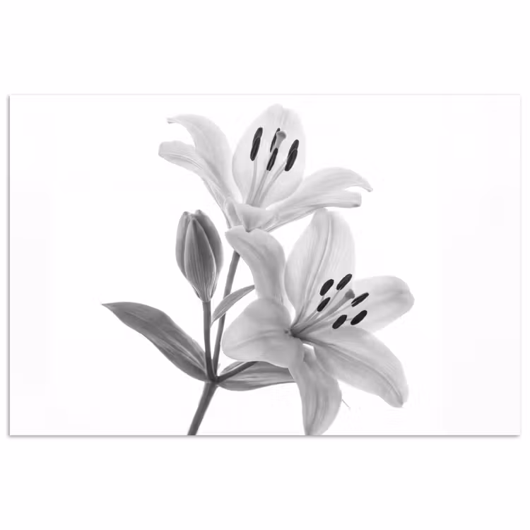 Lelies - Elegant - Zwart - Wit poster papier klein -3d