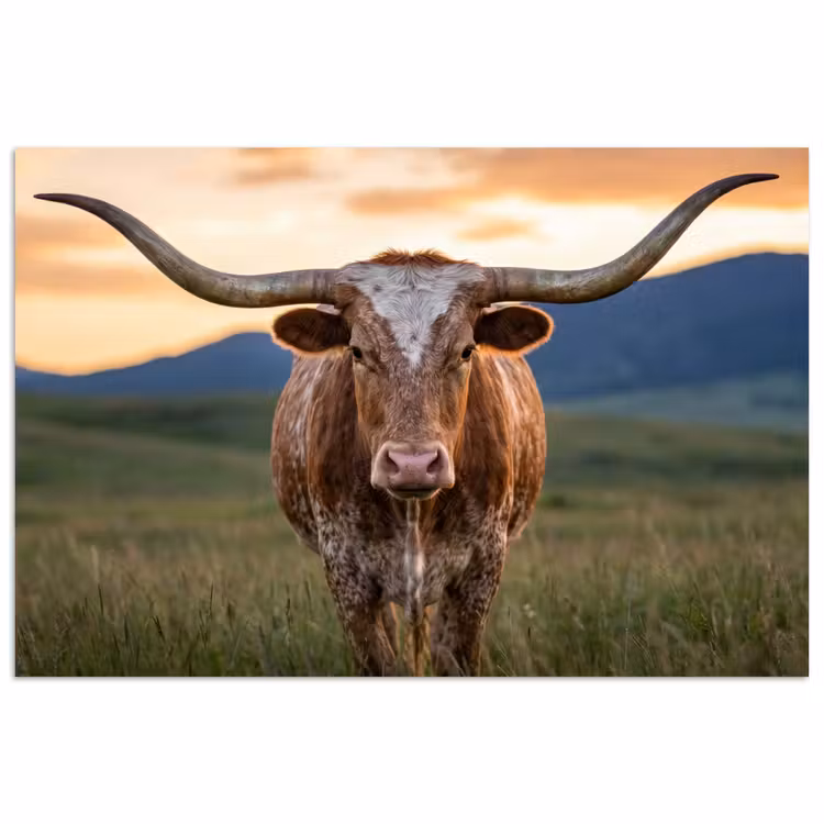 Longhorn - Landschap - Zonsondergang poster papier klein -3d