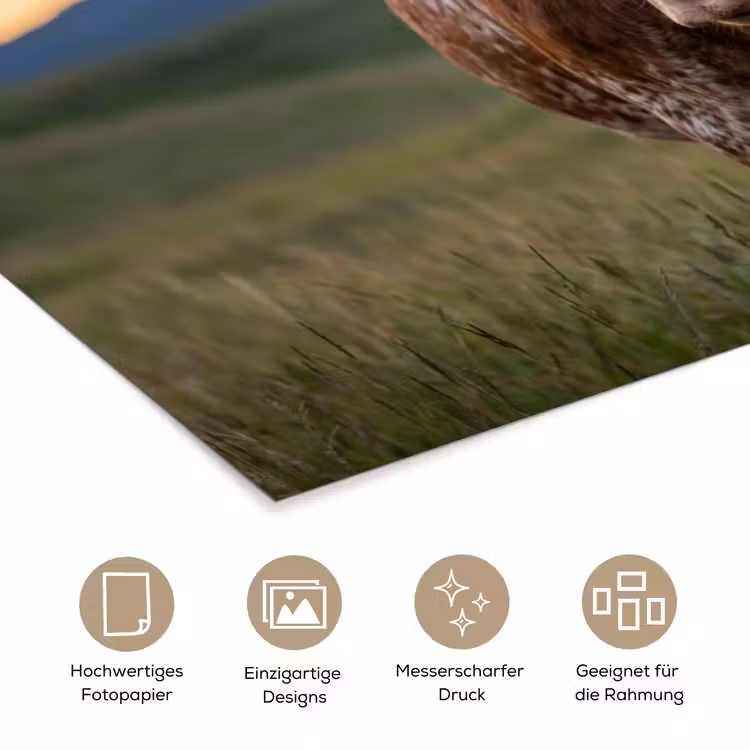 Longhorn - Landschap - Zonsondergang poster papier klein -tcloseup_DE