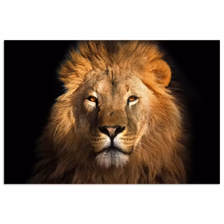 Leeuw - Dieren - Zwart - Licht - Bruin - Portret poster papier klein -3d