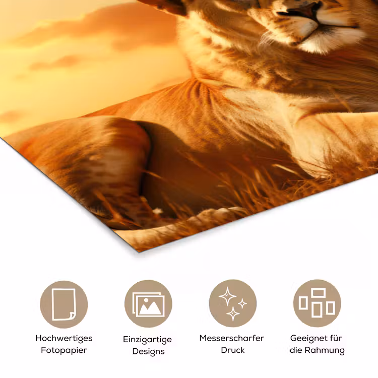 Leeuwen - Zonsondergang - Afrika - Savanne - Dieren poster papier klein -tcloseup_DE